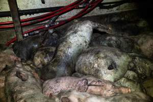 Dublin Piggery 2025 - In June 2025, investigators, acting on information from a member of the public, captured footage inside Andgar piggery in Dublin, South Australia. 

The footage shows pigs living alongside the decomposing bodies of hundreds of dead pigs, with some becoming stuck in a giant pile of corpses. 

Other footage from the same piggery shows pigs in 'eco sheds' on the property, which are sheds with two or three walls, with at least one side open to the elements. The pigs in these sheds are seen wading through mud and waste, which is often so deep that they are forced to swim. Some pigs had drowned in these sheds, likely after becoming stuck. 

Pigs were filmed with massive, necrotic wounds where infection had eaten through skin down to the bone. One pig had a hole in their back that was roughly 10cm in diameter and packed with straw, mud and faeces. Piglets were also found living amongst the dead and rotting bodies of their littermates.

These visits took place over a month after this farm had been reported to the RSPCA by a member of the public, who was so horrified by the conditions that they knew they had to act. 
 - Captured at Dublin Piggery, Dublin SA Australia.