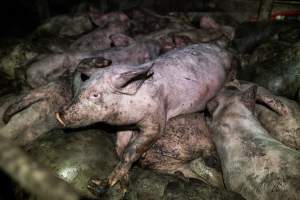 Dublin Piggery 2025 - In June 2025, investigators, acting on information from a member of the public, captured footage inside Andgar piggery in Dublin, South Australia. 

The footage shows pigs living alongside the decomposing bodies of hundreds of dead pigs, with some becoming stuck in a giant pile of corpses. 

Other footage from the same piggery shows pigs in 'eco sheds' on the property, which are sheds with two or three walls, with at least one side open to the elements. The pigs in these sheds are seen wading through mud and waste, which is often so deep that they are forced to swim. Some pigs had drowned in these sheds, likely after becoming stuck. 

Pigs were filmed with massive, necrotic wounds where infection had eaten through skin down to the bone. One pig had a hole in their back that was roughly 10cm in diameter and packed with straw, mud and faeces. Piglets were also found living amongst the dead and rotting bodies of their littermates.

These visits took place over a month after this farm had been reported to the RSPCA by a member of the public, who was so horrified by the conditions that they knew they had to act. 
 - Captured at Dublin Piggery, Dublin SA Australia.
