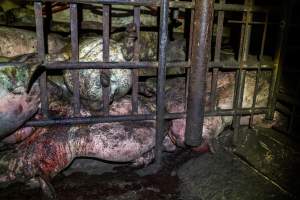 Dublin Piggery 2025 - In June 2025, investigators, acting on information from a member of the public, captured footage inside Andgar piggery in Dublin, South Australia. 

The footage shows pigs living alongside the decomposing bodies of hundreds of dead pigs, with some becoming stuck in a giant pile of corpses. 

Other footage from the same piggery shows pigs in 'eco sheds' on the property, which are sheds with two or three walls, with at least one side open to the elements. The pigs in these sheds are seen wading through mud and waste, which is often so deep that they are forced to swim. Some pigs had drowned in these sheds, likely after becoming stuck. 

Pigs were filmed with massive, necrotic wounds where infection had eaten through skin down to the bone. One pig had a hole in their back that was roughly 10cm in diameter and packed with straw, mud and faeces. Piglets were also found living amongst the dead and rotting bodies of their littermates.

These visits took place over a month after this farm had been reported to the RSPCA by a member of the public, who was so horrified by the conditions that they knew they had to act. 
 - Captured at Dublin Piggery, Dublin SA Australia.