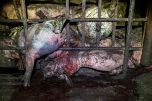 Dublin Piggery 2025 - In June 2025, investigators, acting on information from a member of the public, captured footage inside Andgar piggery in Dublin, South Australia. 

The footage shows pigs living alongside the decomposing bodies of hundreds of dead pigs, with some becoming stuck in a giant pile of corpses. 

Other footage from the same piggery shows pigs in 'eco sheds' on the property, which are sheds with two or three walls, with at least one side open to the elements. The pigs in these sheds are seen wading through mud and waste, which is often so deep that they are forced to swim. Some pigs had drowned in these sheds, likely after becoming stuck. 

Pigs were filmed with massive, necrotic wounds where infection had eaten through skin down to the bone. One pig had a hole in their back that was roughly 10cm in diameter and packed with straw, mud and faeces. Piglets were also found living amongst the dead and rotting bodies of their littermates.

These visits took place over a month after this farm had been reported to the RSPCA by a member of the public, who was so horrified by the conditions that they knew they had to act. 
 - Captured at Dublin Piggery, Dublin SA Australia.