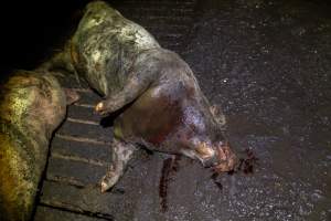 Dublin Piggery 2025 - In June 2025, investigators, acting on information from a member of the public, captured footage inside Andgar piggery in Dublin, South Australia. 

The footage shows pigs living alongside the decomposing bodies of hundreds of dead pigs, with some becoming stuck in a giant pile of corpses. 

Other footage from the same piggery shows pigs in 'eco sheds' on the property, which are sheds with two or three walls, with at least one side open to the elements. The pigs in these sheds are seen wading through mud and waste, which is often so deep that they are forced to swim. Some pigs had drowned in these sheds, likely after becoming stuck. 

Pigs were filmed with massive, necrotic wounds where infection had eaten through skin down to the bone. One pig had a hole in their back that was roughly 10cm in diameter and packed with straw, mud and faeces. Piglets were also found living amongst the dead and rotting bodies of their littermates.

These visits took place over a month after this farm had been reported to the RSPCA by a member of the public, who was so horrified by the conditions that they knew they had to act. 
 - Captured at Dublin Piggery, Dublin SA Australia.