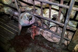 Dublin Piggery 2025 - In June 2025, investigators, acting on information from a member of the public, captured footage inside Andgar piggery in Dublin, South Australia. 

The footage shows pigs living alongside the decomposing bodies of hundreds of dead pigs, with some becoming stuck in a giant pile of corpses. 

Other footage from the same piggery shows pigs in 'eco sheds' on the property, which are sheds with two or three walls, with at least one side open to the elements. The pigs in these sheds are seen wading through mud and waste, which is often so deep that they are forced to swim. Some pigs had drowned in these sheds, likely after becoming stuck. 

Pigs were filmed with massive, necrotic wounds where infection had eaten through skin down to the bone. One pig had a hole in their back that was roughly 10cm in diameter and packed with straw, mud and faeces. Piglets were also found living amongst the dead and rotting bodies of their littermates.

These visits took place over a month after this farm had been reported to the RSPCA by a member of the public, who was so horrified by the conditions that they knew they had to act. 
 - Captured at Dublin Piggery, Dublin SA Australia.
