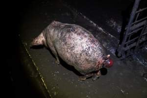 Dublin Piggery 2025 - In June 2025, investigators, acting on information from a member of the public, captured footage inside Andgar piggery in Dublin, South Australia. 

The footage shows pigs living alongside the decomposing bodies of hundreds of dead pigs, with some becoming stuck in a giant pile of corpses. 

Other footage from the same piggery shows pigs in 'eco sheds' on the property, which are sheds with two or three walls, with at least one side open to the elements. The pigs in these sheds are seen wading through mud and waste, which is often so deep that they are forced to swim. Some pigs had drowned in these sheds, likely after becoming stuck. 

Pigs were filmed with massive, necrotic wounds where infection had eaten through skin down to the bone. One pig had a hole in their back that was roughly 10cm in diameter and packed with straw, mud and faeces. Piglets were also found living amongst the dead and rotting bodies of their littermates.

These visits took place over a month after this farm had been reported to the RSPCA by a member of the public, who was so horrified by the conditions that they knew they had to act. 
 - Captured at Dublin Piggery, Dublin SA Australia.
