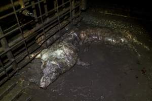 Dublin Piggery 2025 - In June 2025, investigators, acting on information from a member of the public, captured footage inside Andgar piggery in Dublin, South Australia. 

The footage shows pigs living alongside the decomposing bodies of hundreds of dead pigs, with some becoming stuck in a giant pile of corpses. 

Other footage from the same piggery shows pigs in 'eco sheds' on the property, which are sheds with two or three walls, with at least one side open to the elements. The pigs in these sheds are seen wading through mud and waste, which is often so deep that they are forced to swim. Some pigs had drowned in these sheds, likely after becoming stuck. 

Pigs were filmed with massive, necrotic wounds where infection had eaten through skin down to the bone. One pig had a hole in their back that was roughly 10cm in diameter and packed with straw, mud and faeces. Piglets were also found living amongst the dead and rotting bodies of their littermates.

These visits took place over a month after this farm had been reported to the RSPCA by a member of the public, who was so horrified by the conditions that they knew they had to act. 
 - Captured at Dublin Piggery, Dublin SA Australia.