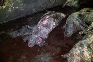 Dublin Piggery 2025 - In June 2025, investigators, acting on information from a member of the public, captured footage inside Andgar piggery in Dublin, South Australia. 

The footage shows pigs living alongside the decomposing bodies of hundreds of dead pigs, with some becoming stuck in a giant pile of corpses. 

Other footage from the same piggery shows pigs in 'eco sheds' on the property, which are sheds with two or three walls, with at least one side open to the elements. The pigs in these sheds are seen wading through mud and waste, which is often so deep that they are forced to swim. Some pigs had drowned in these sheds, likely after becoming stuck. 

Pigs were filmed with massive, necrotic wounds where infection had eaten through skin down to the bone. One pig had a hole in their back that was roughly 10cm in diameter and packed with straw, mud and faeces. Piglets were also found living amongst the dead and rotting bodies of their littermates.

These visits took place over a month after this farm had been reported to the RSPCA by a member of the public, who was so horrified by the conditions that they knew they had to act. 
 - Captured at Dublin Piggery, Dublin SA Australia.