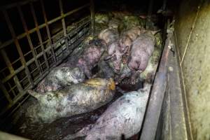 Dublin Piggery 2025 - In June 2025, investigators, acting on information from a member of the public, captured footage inside Andgar piggery in Dublin, South Australia. 

The footage shows pigs living alongside the decomposing bodies of hundreds of dead pigs, with some becoming stuck in a giant pile of corpses. 

Other footage from the same piggery shows pigs in 'eco sheds' on the property, which are sheds with two or three walls, with at least one side open to the elements. The pigs in these sheds are seen wading through mud and waste, which is often so deep that they are forced to swim. Some pigs had drowned in these sheds, likely after becoming stuck. 

Pigs were filmed with massive, necrotic wounds where infection had eaten through skin down to the bone. One pig had a hole in their back that was roughly 10cm in diameter and packed with straw, mud and faeces. Piglets were also found living amongst the dead and rotting bodies of their littermates.

These visits took place over a month after this farm had been reported to the RSPCA by a member of the public, who was so horrified by the conditions that they knew they had to act. 
 - Captured at Dublin Piggery, Dublin SA Australia.
