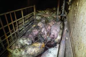Dublin Piggery 2025 - In June 2025, investigators, acting on information from a member of the public, captured footage inside Andgar piggery in Dublin, South Australia. 

The footage shows pigs living alongside the decomposing bodies of hundreds of dead pigs, with some becoming stuck in a giant pile of corpses. 

Other footage from the same piggery shows pigs in 'eco sheds' on the property, which are sheds with two or three walls, with at least one side open to the elements. The pigs in these sheds are seen wading through mud and waste, which is often so deep that they are forced to swim. Some pigs had drowned in these sheds, likely after becoming stuck. 

Pigs were filmed with massive, necrotic wounds where infection had eaten through skin down to the bone. One pig had a hole in their back that was roughly 10cm in diameter and packed with straw, mud and faeces. Piglets were also found living amongst the dead and rotting bodies of their littermates.

These visits took place over a month after this farm had been reported to the RSPCA by a member of the public, who was so horrified by the conditions that they knew they had to act. 
 - Captured at Dublin Piggery, Dublin SA Australia.