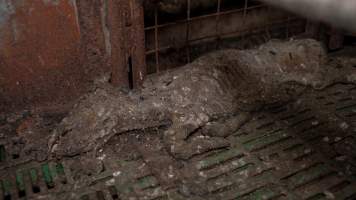 Dublin Piggery 2025 - In June 2025, investigators, acting on information from a member of the public, captured footage inside Andgar piggery in Dublin, South Australia.
The footage shows pigs living alongside the decomposing bodies of hundreds of dead pigs, with some becoming stuck in a giant pile of corpses.
Other footage from the same piggery shows pigs in 'eco sheds' on the property, which are sheds with two or three walls, with at least one side open to the elements. The pigs in these sheds are seen wading through mud and waste, which is often so deep that they are forced to swim. Some pigs had drowned in these sheds, likely after becoming stuck.
Pigs were filmed with massive, necrotic wounds where infection had eaten through skin down to the bone. One pig had a hole in their back that was roughly 10cm in diameter and packed with straw, mud and faeces. Piglets were also found living amongst the dead and rotting bodies of their littermates.
These visits took place over a month after this farm had been reported to the RSPCA by a member of the public, who was so horrified by the conditions that they knew they had to act.
- Captured at Dublin Piggery, Dublin SA Australia.