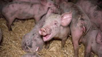 Dublin Piggery 2025 - In June 2025, investigators, acting on information from a member of the public, captured footage inside Andgar piggery in Dublin, South Australia.
The footage shows pigs living alongside the decomposing bodies of hundreds of dead pigs, with some becoming stuck in a giant pile of corpses.
Other footage from the same piggery shows pigs in 'eco sheds' on the property, which are sheds with two or three walls, with at least one side open to the elements. The pigs in these sheds are seen wading through mud and waste, which is often so deep that they are forced to swim. Some pigs had drowned in these sheds, likely after becoming stuck.
Pigs were filmed with massive, necrotic wounds where infection had eaten through skin down to the bone. One pig had a hole in their back that was roughly 10cm in diameter and packed with straw, mud and faeces. Piglets were also found living amongst the dead and rotting bodies of their littermates.
These visits took place over a month after this farm had been reported to the RSPCA by a member of the public, who was so horrified by the conditions that they knew they had to act.
- Captured at Dublin Piggery, Dublin SA Australia.