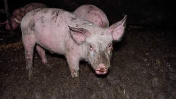 Dublin Piggery 2025 - In June 2025, investigators, acting on information from a member of the public, captured footage inside Andgar piggery in Dublin, South Australia.
The footage shows pigs living alongside the decomposing bodies of hundreds of dead pigs, with some becoming stuck in a giant pile of corpses.
Other footage from the same piggery shows pigs in 'eco sheds' on the property, which are sheds with two or three walls, with at least one side open to the elements. The pigs in these sheds are seen wading through mud and waste, which is often so deep that they are forced to swim. Some pigs had drowned in these sheds, likely after becoming stuck.
Pigs were filmed with massive, necrotic wounds where infection had eaten through skin down to the bone. One pig had a hole in their back that was roughly 10cm in diameter and packed with straw, mud and faeces. Piglets were also found living amongst the dead and rotting bodies of their littermates.
These visits took place over a month after this farm had been reported to the RSPCA by a member of the public, who was so horrified by the conditions that they knew they had to act.
- Captured at Dublin Piggery, Dublin SA Australia.