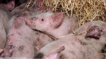 Dublin Piggery 2025 - In June 2025, investigators, acting on information from a member of the public, captured footage inside Andgar piggery in Dublin, South Australia.
The footage shows pigs living alongside the decomposing bodies of hundreds of dead pigs, with some becoming stuck in a giant pile of corpses.
Other footage from the same piggery shows pigs in 'eco sheds' on the property, which are sheds with two or three walls, with at least one side open to the elements. The pigs in these sheds are seen wading through mud and waste, which is often so deep that they are forced to swim. Some pigs had drowned in these sheds, likely after becoming stuck.
Pigs were filmed with massive, necrotic wounds where infection had eaten through skin down to the bone. One pig had a hole in their back that was roughly 10cm in diameter and packed with straw, mud and faeces. Piglets were also found living amongst the dead and rotting bodies of their littermates.
These visits took place over a month after this farm had been reported to the RSPCA by a member of the public, who was so horrified by the conditions that they knew they had to act.
- Captured at Dublin Piggery, Dublin SA Australia.