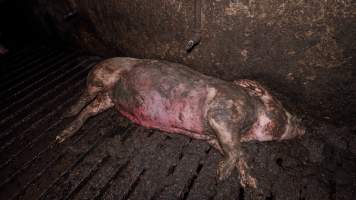 Dublin Piggery 2025 - In June 2025, investigators, acting on information from a member of the public, captured footage inside Andgar piggery in Dublin, South Australia. 

The footage shows pigs living alongside the decomposing bodies of hundreds of dead pigs, with some becoming stuck in a giant pile of corpses. 

Other footage from the same piggery shows pigs in 'eco sheds' on the property, which are sheds with two or three walls, with at least one side open to the elements. The pigs in these sheds are seen wading through mud and waste, which is often so deep that they are forced to swim. Some pigs had drowned in these sheds, likely after becoming stuck. 

Pigs were filmed with massive, necrotic wounds where infection had eaten through skin down to the bone. One pig had a hole in their back that was roughly 10cm in diameter and packed with straw, mud and faeces. Piglets were also found living amongst the dead and rotting bodies of their littermates.

These visits took place over a month after this farm had been reported to the RSPCA by a member of the public, who was so horrified by the conditions that they knew they had to act. 
 - Captured at Dublin Piggery, Dublin SA Australia.