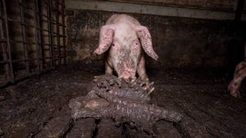 Dublin Piggery 2025 - In June 2025, investigators, acting on information from a member of the public, captured footage inside Andgar piggery in Dublin, South Australia. 

The footage shows pigs living alongside the decomposing bodies of hundreds of dead pigs, with some becoming stuck in a giant pile of corpses. 

Other footage from the same piggery shows pigs in 'eco sheds' on the property, which are sheds with two or three walls, with at least one side open to the elements. The pigs in these sheds are seen wading through mud and waste, which is often so deep that they are forced to swim. Some pigs had drowned in these sheds, likely after becoming stuck. 

Pigs were filmed with massive, necrotic wounds where infection had eaten through skin down to the bone. One pig had a hole in their back that was roughly 10cm in diameter and packed with straw, mud and faeces. Piglets were also found living amongst the dead and rotting bodies of their littermates.

These visits took place over a month after this farm had been reported to the RSPCA by a member of the public, who was so horrified by the conditions that they knew they had to act. 
 - Captured at Dublin Piggery, Dublin SA Australia.