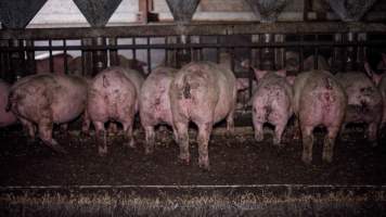Dublin Piggery 2025 - In June 2025, investigators, acting on information from a member of the public, captured footage inside Andgar piggery in Dublin, South Australia.
The footage shows pigs living alongside the decomposing bodies of hundreds of dead pigs, with some becoming stuck in a giant pile of corpses.
Other footage from the same piggery shows pigs in 'eco sheds' on the property, which are sheds with two or three walls, with at least one side open to the elements. The pigs in these sheds are seen wading through mud and waste, which is often so deep that they are forced to swim. Some pigs had drowned in these sheds, likely after becoming stuck.
Pigs were filmed with massive, necrotic wounds where infection had eaten through skin down to the bone. One pig had a hole in their back that was roughly 10cm in diameter and packed with straw, mud and faeces. Piglets were also found living amongst the dead and rotting bodies of their littermates.
These visits took place over a month after this farm had been reported to the RSPCA by a member of the public, who was so horrified by the conditions that they knew they had to act.
- Captured at Dublin Piggery, Dublin SA Australia.
