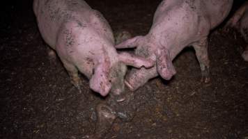 Dublin Piggery 2025 - In June 2025, investigators, acting on information from a member of the public, captured footage inside Andgar piggery in Dublin, South Australia.
The footage shows pigs living alongside the decomposing bodies of hundreds of dead pigs, with some becoming stuck in a giant pile of corpses.
Other footage from the same piggery shows pigs in 'eco sheds' on the property, which are sheds with two or three walls, with at least one side open to the elements. The pigs in these sheds are seen wading through mud and waste, which is often so deep that they are forced to swim. Some pigs had drowned in these sheds, likely after becoming stuck.
Pigs were filmed with massive, necrotic wounds where infection had eaten through skin down to the bone. One pig had a hole in their back that was roughly 10cm in diameter and packed with straw, mud and faeces. Piglets were also found living amongst the dead and rotting bodies of their littermates.
These visits took place over a month after this farm had been reported to the RSPCA by a member of the public, who was so horrified by the conditions that they knew they had to act.
- Captured at Dublin Piggery, Dublin SA Australia.