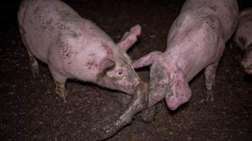 Dublin Piggery 2025 - In June 2025, investigators, acting on information from a member of the public, captured footage inside Andgar piggery in Dublin, South Australia.
The footage shows pigs living alongside the decomposing bodies of hundreds of dead pigs, with some becoming stuck in a giant pile of corpses.
Other footage from the same piggery shows pigs in 'eco sheds' on the property, which are sheds with two or three walls, with at least one side open to the elements. The pigs in these sheds are seen wading through mud and waste, which is often so deep that they are forced to swim. Some pigs had drowned in these sheds, likely after becoming stuck.
Pigs were filmed with massive, necrotic wounds where infection had eaten through skin down to the bone. One pig had a hole in their back that was roughly 10cm in diameter and packed with straw, mud and faeces. Piglets were also found living amongst the dead and rotting bodies of their littermates.
These visits took place over a month after this farm had been reported to the RSPCA by a member of the public, who was so horrified by the conditions that they knew they had to act.
- Captured at Dublin Piggery, Dublin SA Australia.
