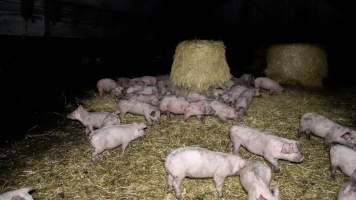 Dublin Piggery 2025 - In June 2025, investigators, acting on information from a member of the public, captured footage inside Andgar piggery in Dublin, South Australia.
The footage shows pigs living alongside the decomposing bodies of hundreds of dead pigs, with some becoming stuck in a giant pile of corpses.
Other footage from the same piggery shows pigs in 'eco sheds' on the property, which are sheds with two or three walls, with at least one side open to the elements. The pigs in these sheds are seen wading through mud and waste, which is often so deep that they are forced to swim. Some pigs had drowned in these sheds, likely after becoming stuck.
Pigs were filmed with massive, necrotic wounds where infection had eaten through skin down to the bone. One pig had a hole in their back that was roughly 10cm in diameter and packed with straw, mud and faeces. Piglets were also found living amongst the dead and rotting bodies of their littermates.
These visits took place over a month after this farm had been reported to the RSPCA by a member of the public, who was so horrified by the conditions that they knew they had to act.
- Captured at Dublin Piggery, Dublin SA Australia.