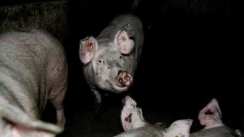 Dublin Piggery 2025 - In June 2025, investigators, acting on information from a member of the public, captured footage inside Andgar piggery in Dublin, South Australia.
The footage shows pigs living alongside the decomposing bodies of hundreds of dead pigs, with some becoming stuck in a giant pile of corpses.
Other footage from the same piggery shows pigs in 'eco sheds' on the property, which are sheds with two or three walls, with at least one side open to the elements. The pigs in these sheds are seen wading through mud and waste, which is often so deep that they are forced to swim. Some pigs had drowned in these sheds, likely after becoming stuck.
Pigs were filmed with massive, necrotic wounds where infection had eaten through skin down to the bone. One pig had a hole in their back that was roughly 10cm in diameter and packed with straw, mud and faeces. Piglets were also found living amongst the dead and rotting bodies of their littermates.
These visits took place over a month after this farm had been reported to the RSPCA by a member of the public, who was so horrified by the conditions that they knew they had to act.
- Captured at Dublin Piggery, Dublin SA Australia.