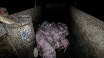 Dublin Piggery 2025 - In June 2025, investigators, acting on information from a member of the public, captured footage inside Andgar piggery in Dublin, South Australia.
The footage shows pigs living alongside the decomposing bodies of hundreds of dead pigs, with some becoming stuck in a giant pile of corpses.
Other footage from the same piggery shows pigs in 'eco sheds' on the property, which are sheds with two or three walls, with at least one side open to the elements. The pigs in these sheds are seen wading through mud and waste, which is often so deep that they are forced to swim. Some pigs had drowned in these sheds, likely after becoming stuck.
Pigs were filmed with massive, necrotic wounds where infection had eaten through skin down to the bone. One pig had a hole in their back that was roughly 10cm in diameter and packed with straw, mud and faeces. Piglets were also found living amongst the dead and rotting bodies of their littermates.
These visits took place over a month after this farm had been reported to the RSPCA by a member of the public, who was so horrified by the conditions that they knew they had to act.
- Captured at Dublin Piggery, Dublin SA Australia.