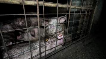 Dublin Piggery 2025 - In June 2025, investigators, acting on information from a member of the public, captured footage inside Andgar piggery in Dublin, South Australia.
The footage shows pigs living alongside the decomposing bodies of hundreds of dead pigs, with some becoming stuck in a giant pile of corpses.
Other footage from the same piggery shows pigs in 'eco sheds' on the property, which are sheds with two or three walls, with at least one side open to the elements. The pigs in these sheds are seen wading through mud and waste, which is often so deep that they are forced to swim. Some pigs had drowned in these sheds, likely after becoming stuck.
Pigs were filmed with massive, necrotic wounds where infection had eaten through skin down to the bone. One pig had a hole in their back that was roughly 10cm in diameter and packed with straw, mud and faeces. Piglets were also found living amongst the dead and rotting bodies of their littermates.
These visits took place over a month after this farm had been reported to the RSPCA by a member of the public, who was so horrified by the conditions that they knew they had to act.
- Captured at Dublin Piggery, Dublin SA Australia.
