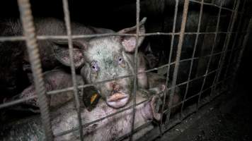 Dublin Piggery 2025 - In June 2025, investigators, acting on information from a member of the public, captured footage inside Andgar piggery in Dublin, South Australia.
The footage shows pigs living alongside the decomposing bodies of hundreds of dead pigs, with some becoming stuck in a giant pile of corpses.
Other footage from the same piggery shows pigs in 'eco sheds' on the property, which are sheds with two or three walls, with at least one side open to the elements. The pigs in these sheds are seen wading through mud and waste, which is often so deep that they are forced to swim. Some pigs had drowned in these sheds, likely after becoming stuck.
Pigs were filmed with massive, necrotic wounds where infection had eaten through skin down to the bone. One pig had a hole in their back that was roughly 10cm in diameter and packed with straw, mud and faeces. Piglets were also found living amongst the dead and rotting bodies of their littermates.
These visits took place over a month after this farm had been reported to the RSPCA by a member of the public, who was so horrified by the conditions that they knew they had to act.
- Captured at Dublin Piggery, Dublin SA Australia.