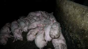 Dublin Piggery 2025 - In June 2025, investigators, acting on information from a member of the public, captured footage inside Andgar piggery in Dublin, South Australia.
The footage shows pigs living alongside the decomposing bodies of hundreds of dead pigs, with some becoming stuck in a giant pile of corpses.
Other footage from the same piggery shows pigs in 'eco sheds' on the property, which are sheds with two or three walls, with at least one side open to the elements. The pigs in these sheds are seen wading through mud and waste, which is often so deep that they are forced to swim. Some pigs had drowned in these sheds, likely after becoming stuck.
Pigs were filmed with massive, necrotic wounds where infection had eaten through skin down to the bone. One pig had a hole in their back that was roughly 10cm in diameter and packed with straw, mud and faeces. Piglets were also found living amongst the dead and rotting bodies of their littermates.
These visits took place over a month after this farm had been reported to the RSPCA by a member of the public, who was so horrified by the conditions that they knew they had to act.
- Captured at Dublin Piggery, Dublin SA Australia.