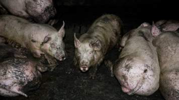 Dublin Piggery 2025 - In June 2025, investigators, acting on information from a member of the public, captured footage inside Andgar piggery in Dublin, South Australia.
The footage shows pigs living alongside the decomposing bodies of hundreds of dead pigs, with some becoming stuck in a giant pile of corpses.
Other footage from the same piggery shows pigs in 'eco sheds' on the property, which are sheds with two or three walls, with at least one side open to the elements. The pigs in these sheds are seen wading through mud and waste, which is often so deep that they are forced to swim. Some pigs had drowned in these sheds, likely after becoming stuck.
Pigs were filmed with massive, necrotic wounds where infection had eaten through skin down to the bone. One pig had a hole in their back that was roughly 10cm in diameter and packed with straw, mud and faeces. Piglets were also found living amongst the dead and rotting bodies of their littermates.
These visits took place over a month after this farm had been reported to the RSPCA by a member of the public, who was so horrified by the conditions that they knew they had to act.
- Captured at Dublin Piggery, Dublin SA Australia.