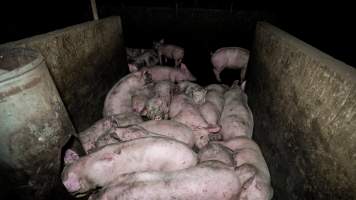 Dublin Piggery 2025 - In June 2025, investigators, acting on information from a member of the public, captured footage inside Andgar piggery in Dublin, South Australia.
The footage shows pigs living alongside the decomposing bodies of hundreds of dead pigs, with some becoming stuck in a giant pile of corpses.
Other footage from the same piggery shows pigs in 'eco sheds' on the property, which are sheds with two or three walls, with at least one side open to the elements. The pigs in these sheds are seen wading through mud and waste, which is often so deep that they are forced to swim. Some pigs had drowned in these sheds, likely after becoming stuck.
Pigs were filmed with massive, necrotic wounds where infection had eaten through skin down to the bone. One pig had a hole in their back that was roughly 10cm in diameter and packed with straw, mud and faeces. Piglets were also found living amongst the dead and rotting bodies of their littermates.
These visits took place over a month after this farm had been reported to the RSPCA by a member of the public, who was so horrified by the conditions that they knew they had to act.
- Captured at Dublin Piggery, Dublin SA Australia.