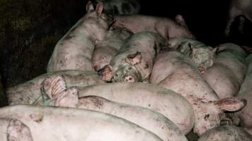 Dublin Piggery 2025 - In June 2025, investigators, acting on information from a member of the public, captured footage inside Andgar piggery in Dublin, South Australia.
The footage shows pigs living alongside the decomposing bodies of hundreds of dead pigs, with some becoming stuck in a giant pile of corpses.
Other footage from the same piggery shows pigs in 'eco sheds' on the property, which are sheds with two or three walls, with at least one side open to the elements. The pigs in these sheds are seen wading through mud and waste, which is often so deep that they are forced to swim. Some pigs had drowned in these sheds, likely after becoming stuck.
Pigs were filmed with massive, necrotic wounds where infection had eaten through skin down to the bone. One pig had a hole in their back that was roughly 10cm in diameter and packed with straw, mud and faeces. Piglets were also found living amongst the dead and rotting bodies of their littermates.
These visits took place over a month after this farm had been reported to the RSPCA by a member of the public, who was so horrified by the conditions that they knew they had to act.
- Captured at Dublin Piggery, Dublin SA Australia.