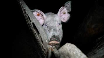 Dublin Piggery 2025 - In June 2025, investigators, acting on information from a member of the public, captured footage inside Andgar piggery in Dublin, South Australia.
The footage shows pigs living alongside the decomposing bodies of hundreds of dead pigs, with some becoming stuck in a giant pile of corpses.
Other footage from the same piggery shows pigs in 'eco sheds' on the property, which are sheds with two or three walls, with at least one side open to the elements. The pigs in these sheds are seen wading through mud and waste, which is often so deep that they are forced to swim. Some pigs had drowned in these sheds, likely after becoming stuck.
Pigs were filmed with massive, necrotic wounds where infection had eaten through skin down to the bone. One pig had a hole in their back that was roughly 10cm in diameter and packed with straw, mud and faeces. Piglets were also found living amongst the dead and rotting bodies of their littermates.
These visits took place over a month after this farm had been reported to the RSPCA by a member of the public, who was so horrified by the conditions that they knew they had to act.
- Captured at Dublin Piggery, Dublin SA Australia.