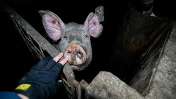 Dublin Piggery 2025 - In June 2025, investigators, acting on information from a member of the public, captured footage inside Andgar piggery in Dublin, South Australia.
The footage shows pigs living alongside the decomposing bodies of hundreds of dead pigs, with some becoming stuck in a giant pile of corpses.
Other footage from the same piggery shows pigs in 'eco sheds' on the property, which are sheds with two or three walls, with at least one side open to the elements. The pigs in these sheds are seen wading through mud and waste, which is often so deep that they are forced to swim. Some pigs had drowned in these sheds, likely after becoming stuck.
Pigs were filmed with massive, necrotic wounds where infection had eaten through skin down to the bone. One pig had a hole in their back that was roughly 10cm in diameter and packed with straw, mud and faeces. Piglets were also found living amongst the dead and rotting bodies of their littermates.
These visits took place over a month after this farm had been reported to the RSPCA by a member of the public, who was so horrified by the conditions that they knew they had to act.
- Captured at Dublin Piggery, Dublin SA Australia.