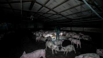 Dublin Piggery 2025 - In June 2025, investigators, acting on information from a member of the public, captured footage inside Andgar piggery in Dublin, South Australia.
The footage shows pigs living alongside the decomposing bodies of hundreds of dead pigs, with some becoming stuck in a giant pile of corpses.
Other footage from the same piggery shows pigs in 'eco sheds' on the property, which are sheds with two or three walls, with at least one side open to the elements. The pigs in these sheds are seen wading through mud and waste, which is often so deep that they are forced to swim. Some pigs had drowned in these sheds, likely after becoming stuck.
Pigs were filmed with massive, necrotic wounds where infection had eaten through skin down to the bone. One pig had a hole in their back that was roughly 10cm in diameter and packed with straw, mud and faeces. Piglets were also found living amongst the dead and rotting bodies of their littermates.
These visits took place over a month after this farm had been reported to the RSPCA by a member of the public, who was so horrified by the conditions that they knew they had to act.
- Captured at Dublin Piggery, Dublin SA Australia.