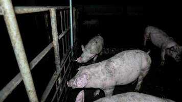Dublin Piggery 2025 - In June 2025, investigators, acting on information from a member of the public, captured footage inside Andgar piggery in Dublin, South Australia.
The footage shows pigs living alongside the decomposing bodies of hundreds of dead pigs, with some becoming stuck in a giant pile of corpses.
Other footage from the same piggery shows pigs in 'eco sheds' on the property, which are sheds with two or three walls, with at least one side open to the elements. The pigs in these sheds are seen wading through mud and waste, which is often so deep that they are forced to swim. Some pigs had drowned in these sheds, likely after becoming stuck.
Pigs were filmed with massive, necrotic wounds where infection had eaten through skin down to the bone. One pig had a hole in their back that was roughly 10cm in diameter and packed with straw, mud and faeces. Piglets were also found living amongst the dead and rotting bodies of their littermates.
These visits took place over a month after this farm had been reported to the RSPCA by a member of the public, who was so horrified by the conditions that they knew they had to act.
- Captured at Dublin Piggery, Dublin SA Australia.