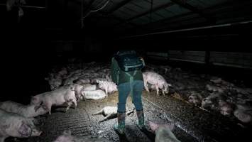 Dublin Piggery 2025 - In June 2025, investigators, acting on information from a member of the public, captured footage inside Andgar piggery in Dublin, South Australia.
The footage shows pigs living alongside the decomposing bodies of hundreds of dead pigs, with some becoming stuck in a giant pile of corpses.
Other footage from the same piggery shows pigs in 'eco sheds' on the property, which are sheds with two or three walls, with at least one side open to the elements. The pigs in these sheds are seen wading through mud and waste, which is often so deep that they are forced to swim. Some pigs had drowned in these sheds, likely after becoming stuck.
Pigs were filmed with massive, necrotic wounds where infection had eaten through skin down to the bone. One pig had a hole in their back that was roughly 10cm in diameter and packed with straw, mud and faeces. Piglets were also found living amongst the dead and rotting bodies of their littermates.
These visits took place over a month after this farm had been reported to the RSPCA by a member of the public, who was so horrified by the conditions that they knew they had to act.
- Captured at Dublin Piggery, Dublin SA Australia.