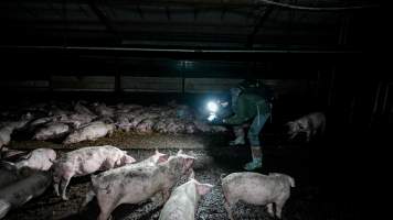 Dublin Piggery 2025 - In June 2025, investigators, acting on information from a member of the public, captured footage inside Andgar piggery in Dublin, South Australia.
The footage shows pigs living alongside the decomposing bodies of hundreds of dead pigs, with some becoming stuck in a giant pile of corpses.
Other footage from the same piggery shows pigs in 'eco sheds' on the property, which are sheds with two or three walls, with at least one side open to the elements. The pigs in these sheds are seen wading through mud and waste, which is often so deep that they are forced to swim. Some pigs had drowned in these sheds, likely after becoming stuck.
Pigs were filmed with massive, necrotic wounds where infection had eaten through skin down to the bone. One pig had a hole in their back that was roughly 10cm in diameter and packed with straw, mud and faeces. Piglets were also found living amongst the dead and rotting bodies of their littermates.
These visits took place over a month after this farm had been reported to the RSPCA by a member of the public, who was so horrified by the conditions that they knew they had to act.
- Captured at Dublin Piggery, Dublin SA Australia.