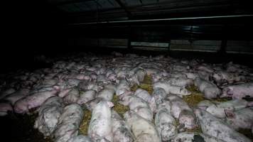 Dublin Piggery 2025 - In June 2025, investigators, acting on information from a member of the public, captured footage inside Andgar piggery in Dublin, South Australia.
The footage shows pigs living alongside the decomposing bodies of hundreds of dead pigs, with some becoming stuck in a giant pile of corpses.
Other footage from the same piggery shows pigs in 'eco sheds' on the property, which are sheds with two or three walls, with at least one side open to the elements. The pigs in these sheds are seen wading through mud and waste, which is often so deep that they are forced to swim. Some pigs had drowned in these sheds, likely after becoming stuck.
Pigs were filmed with massive, necrotic wounds where infection had eaten through skin down to the bone. One pig had a hole in their back that was roughly 10cm in diameter and packed with straw, mud and faeces. Piglets were also found living amongst the dead and rotting bodies of their littermates.
These visits took place over a month after this farm had been reported to the RSPCA by a member of the public, who was so horrified by the conditions that they knew they had to act.
- Captured at Dublin Piggery, Dublin SA Australia.