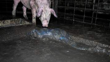 Dublin Piggery 2025 - In June 2025, investigators, acting on information from a member of the public, captured footage inside Andgar piggery in Dublin, South Australia. 

The footage shows pigs living alongside the decomposing bodies of hundreds of dead pigs, with some becoming stuck in a giant pile of corpses. 

Other footage from the same piggery shows pigs in 'eco sheds' on the property, which are sheds with two or three walls, with at least one side open to the elements. The pigs in these sheds are seen wading through mud and waste, which is often so deep that they are forced to swim. Some pigs had drowned in these sheds, likely after becoming stuck. 

Pigs were filmed with massive, necrotic wounds where infection had eaten through skin down to the bone. One pig had a hole in their back that was roughly 10cm in diameter and packed with straw, mud and faeces. Piglets were also found living amongst the dead and rotting bodies of their littermates.

These visits took place over a month after this farm had been reported to the RSPCA by a member of the public, who was so horrified by the conditions that they knew they had to act. 
 - Captured at Dublin Piggery, Dublin SA Australia.