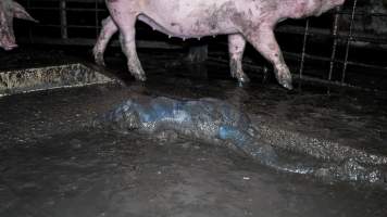 Dublin Piggery 2025 - In June 2025, investigators, acting on information from a member of the public, captured footage inside Andgar piggery in Dublin, South Australia.
The footage shows pigs living alongside the decomposing bodies of hundreds of dead pigs, with some becoming stuck in a giant pile of corpses.
Other footage from the same piggery shows pigs in 'eco sheds' on the property, which are sheds with two or three walls, with at least one side open to the elements. The pigs in these sheds are seen wading through mud and waste, which is often so deep that they are forced to swim. Some pigs had drowned in these sheds, likely after becoming stuck.
Pigs were filmed with massive, necrotic wounds where infection had eaten through skin down to the bone. One pig had a hole in their back that was roughly 10cm in diameter and packed with straw, mud and faeces. Piglets were also found living amongst the dead and rotting bodies of their littermates.
These visits took place over a month after this farm had been reported to the RSPCA by a member of the public, who was so horrified by the conditions that they knew they had to act.
- Captured at Dublin Piggery, Dublin SA Australia.
