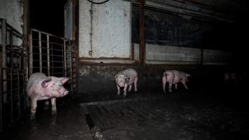 Dublin Piggery 2025 - In June 2025, investigators, acting on information from a member of the public, captured footage inside Andgar piggery in Dublin, South Australia.
The footage shows pigs living alongside the decomposing bodies of hundreds of dead pigs, with some becoming stuck in a giant pile of corpses.
Other footage from the same piggery shows pigs in 'eco sheds' on the property, which are sheds with two or three walls, with at least one side open to the elements. The pigs in these sheds are seen wading through mud and waste, which is often so deep that they are forced to swim. Some pigs had drowned in these sheds, likely after becoming stuck.
Pigs were filmed with massive, necrotic wounds where infection had eaten through skin down to the bone. One pig had a hole in their back that was roughly 10cm in diameter and packed with straw, mud and faeces. Piglets were also found living amongst the dead and rotting bodies of their littermates.
These visits took place over a month after this farm had been reported to the RSPCA by a member of the public, who was so horrified by the conditions that they knew they had to act.
- Captured at Dublin Piggery, Dublin SA Australia.
