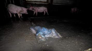 Dublin Piggery 2025 - In June 2025, investigators, acting on information from a member of the public, captured footage inside Andgar piggery in Dublin, South Australia.
The footage shows pigs living alongside the decomposing bodies of hundreds of dead pigs, with some becoming stuck in a giant pile of corpses.
Other footage from the same piggery shows pigs in 'eco sheds' on the property, which are sheds with two or three walls, with at least one side open to the elements. The pigs in these sheds are seen wading through mud and waste, which is often so deep that they are forced to swim. Some pigs had drowned in these sheds, likely after becoming stuck.
Pigs were filmed with massive, necrotic wounds where infection had eaten through skin down to the bone. One pig had a hole in their back that was roughly 10cm in diameter and packed with straw, mud and faeces. Piglets were also found living amongst the dead and rotting bodies of their littermates.
These visits took place over a month after this farm had been reported to the RSPCA by a member of the public, who was so horrified by the conditions that they knew they had to act.
- Captured at Dublin Piggery, Dublin SA Australia.