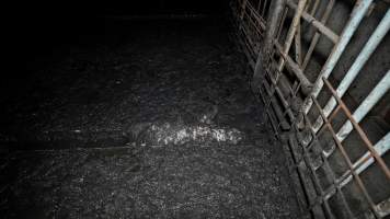 Dublin Piggery 2025 - In June 2025, investigators, acting on information from a member of the public, captured footage inside Andgar piggery in Dublin, South Australia.
The footage shows pigs living alongside the decomposing bodies of hundreds of dead pigs, with some becoming stuck in a giant pile of corpses.
Other footage from the same piggery shows pigs in 'eco sheds' on the property, which are sheds with two or three walls, with at least one side open to the elements. The pigs in these sheds are seen wading through mud and waste, which is often so deep that they are forced to swim. Some pigs had drowned in these sheds, likely after becoming stuck.
Pigs were filmed with massive, necrotic wounds where infection had eaten through skin down to the bone. One pig had a hole in their back that was roughly 10cm in diameter and packed with straw, mud and faeces. Piglets were also found living amongst the dead and rotting bodies of their littermates.
These visits took place over a month after this farm had been reported to the RSPCA by a member of the public, who was so horrified by the conditions that they knew they had to act.
- Captured at Dublin Piggery, Dublin SA Australia.