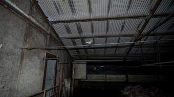 Dublin Piggery 2025 - In June 2025, investigators, acting on information from a member of the public, captured footage inside Andgar piggery in Dublin, South Australia.
The footage shows pigs living alongside the decomposing bodies of hundreds of dead pigs, with some becoming stuck in a giant pile of corpses.
Other footage from the same piggery shows pigs in 'eco sheds' on the property, which are sheds with two or three walls, with at least one side open to the elements. The pigs in these sheds are seen wading through mud and waste, which is often so deep that they are forced to swim. Some pigs had drowned in these sheds, likely after becoming stuck.
Pigs were filmed with massive, necrotic wounds where infection had eaten through skin down to the bone. One pig had a hole in their back that was roughly 10cm in diameter and packed with straw, mud and faeces. Piglets were also found living amongst the dead and rotting bodies of their littermates.
These visits took place over a month after this farm had been reported to the RSPCA by a member of the public, who was so horrified by the conditions that they knew they had to act.
- Captured at Dublin Piggery, Dublin SA Australia.