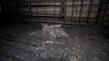 Dublin Piggery 2025 - In June 2025, investigators, acting on information from a member of the public, captured footage inside Andgar piggery in Dublin, South Australia.
The footage shows pigs living alongside the decomposing bodies of hundreds of dead pigs, with some becoming stuck in a giant pile of corpses.
Other footage from the same piggery shows pigs in 'eco sheds' on the property, which are sheds with two or three walls, with at least one side open to the elements. The pigs in these sheds are seen wading through mud and waste, which is often so deep that they are forced to swim. Some pigs had drowned in these sheds, likely after becoming stuck.
Pigs were filmed with massive, necrotic wounds where infection had eaten through skin down to the bone. One pig had a hole in their back that was roughly 10cm in diameter and packed with straw, mud and faeces. Piglets were also found living amongst the dead and rotting bodies of their littermates.
These visits took place over a month after this farm had been reported to the RSPCA by a member of the public, who was so horrified by the conditions that they knew they had to act.
- Captured at Dublin Piggery, Dublin SA Australia.