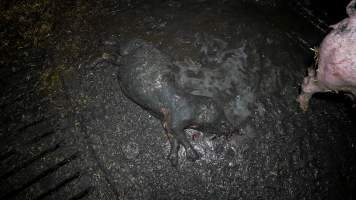 Dublin Piggery 2025 - In June 2025, investigators, acting on information from a member of the public, captured footage inside Andgar piggery in Dublin, South Australia. 

The footage shows pigs living alongside the decomposing bodies of hundreds of dead pigs, with some becoming stuck in a giant pile of corpses. 

Other footage from the same piggery shows pigs in 'eco sheds' on the property, which are sheds with two or three walls, with at least one side open to the elements. The pigs in these sheds are seen wading through mud and waste, which is often so deep that they are forced to swim. Some pigs had drowned in these sheds, likely after becoming stuck. 

Pigs were filmed with massive, necrotic wounds where infection had eaten through skin down to the bone. One pig had a hole in their back that was roughly 10cm in diameter and packed with straw, mud and faeces. Piglets were also found living amongst the dead and rotting bodies of their littermates.

These visits took place over a month after this farm had been reported to the RSPCA by a member of the public, who was so horrified by the conditions that they knew they had to act. 
 - Captured at Dublin Piggery, Dublin SA Australia.