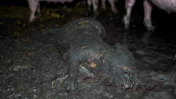 Dublin Piggery 2025 - In June 2025, investigators, acting on information from a member of the public, captured footage inside Andgar piggery in Dublin, South Australia.
The footage shows pigs living alongside the decomposing bodies of hundreds of dead pigs, with some becoming stuck in a giant pile of corpses.
Other footage from the same piggery shows pigs in 'eco sheds' on the property, which are sheds with two or three walls, with at least one side open to the elements. The pigs in these sheds are seen wading through mud and waste, which is often so deep that they are forced to swim. Some pigs had drowned in these sheds, likely after becoming stuck.
Pigs were filmed with massive, necrotic wounds where infection had eaten through skin down to the bone. One pig had a hole in their back that was roughly 10cm in diameter and packed with straw, mud and faeces. Piglets were also found living amongst the dead and rotting bodies of their littermates.
These visits took place over a month after this farm had been reported to the RSPCA by a member of the public, who was so horrified by the conditions that they knew they had to act.
- Captured at Dublin Piggery, Dublin SA Australia.