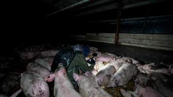 Dublin Piggery 2025 - In June 2025, investigators, acting on information from a member of the public, captured footage inside Andgar piggery in Dublin, South Australia.
The footage shows pigs living alongside the decomposing bodies of hundreds of dead pigs, with some becoming stuck in a giant pile of corpses.
Other footage from the same piggery shows pigs in 'eco sheds' on the property, which are sheds with two or three walls, with at least one side open to the elements. The pigs in these sheds are seen wading through mud and waste, which is often so deep that they are forced to swim. Some pigs had drowned in these sheds, likely after becoming stuck.
Pigs were filmed with massive, necrotic wounds where infection had eaten through skin down to the bone. One pig had a hole in their back that was roughly 10cm in diameter and packed with straw, mud and faeces. Piglets were also found living amongst the dead and rotting bodies of their littermates.
These visits took place over a month after this farm had been reported to the RSPCA by a member of the public, who was so horrified by the conditions that they knew they had to act.
- Captured at Dublin Piggery, Dublin SA Australia.