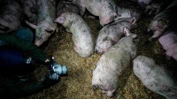 Dublin Piggery 2025 - In June 2025, investigators, acting on information from a member of the public, captured footage inside Andgar piggery in Dublin, South Australia.
The footage shows pigs living alongside the decomposing bodies of hundreds of dead pigs, with some becoming stuck in a giant pile of corpses.
Other footage from the same piggery shows pigs in 'eco sheds' on the property, which are sheds with two or three walls, with at least one side open to the elements. The pigs in these sheds are seen wading through mud and waste, which is often so deep that they are forced to swim. Some pigs had drowned in these sheds, likely after becoming stuck.
Pigs were filmed with massive, necrotic wounds where infection had eaten through skin down to the bone. One pig had a hole in their back that was roughly 10cm in diameter and packed with straw, mud and faeces. Piglets were also found living amongst the dead and rotting bodies of their littermates.
These visits took place over a month after this farm had been reported to the RSPCA by a member of the public, who was so horrified by the conditions that they knew they had to act.
- Captured at Dublin Piggery, Dublin SA Australia.