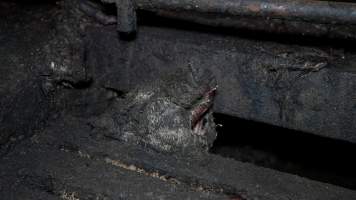 Dublin Piggery 2025 - In June 2025, investigators, acting on information from a member of the public, captured footage inside Andgar piggery in Dublin, South Australia.
The footage shows pigs living alongside the decomposing bodies of hundreds of dead pigs, with some becoming stuck in a giant pile of corpses.
Other footage from the same piggery shows pigs in 'eco sheds' on the property, which are sheds with two or three walls, with at least one side open to the elements. The pigs in these sheds are seen wading through mud and waste, which is often so deep that they are forced to swim. Some pigs had drowned in these sheds, likely after becoming stuck.
Pigs were filmed with massive, necrotic wounds where infection had eaten through skin down to the bone. One pig had a hole in their back that was roughly 10cm in diameter and packed with straw, mud and faeces. Piglets were also found living amongst the dead and rotting bodies of their littermates.
These visits took place over a month after this farm had been reported to the RSPCA by a member of the public, who was so horrified by the conditions that they knew they had to act.
- Captured at Dublin Piggery, Dublin SA Australia.