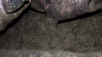 Dublin Piggery 2025 - In June 2025, investigators, acting on information from a member of the public, captured footage inside Andgar piggery in Dublin, South Australia.
The footage shows pigs living alongside the decomposing bodies of hundreds of dead pigs, with some becoming stuck in a giant pile of corpses.
Other footage from the same piggery shows pigs in 'eco sheds' on the property, which are sheds with two or three walls, with at least one side open to the elements. The pigs in these sheds are seen wading through mud and waste, which is often so deep that they are forced to swim. Some pigs had drowned in these sheds, likely after becoming stuck.
Pigs were filmed with massive, necrotic wounds where infection had eaten through skin down to the bone. One pig had a hole in their back that was roughly 10cm in diameter and packed with straw, mud and faeces. Piglets were also found living amongst the dead and rotting bodies of their littermates.
These visits took place over a month after this farm had been reported to the RSPCA by a member of the public, who was so horrified by the conditions that they knew they had to act.
- Captured at Dublin Piggery, Dublin SA Australia.