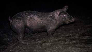 Dublin Piggery 2025 - In June 2025, investigators, acting on information from a member of the public, captured footage inside Andgar piggery in Dublin, South Australia.
The footage shows pigs living alongside the decomposing bodies of hundreds of dead pigs, with some becoming stuck in a giant pile of corpses.
Other footage from the same piggery shows pigs in 'eco sheds' on the property, which are sheds with two or three walls, with at least one side open to the elements. The pigs in these sheds are seen wading through mud and waste, which is often so deep that they are forced to swim. Some pigs had drowned in these sheds, likely after becoming stuck.
Pigs were filmed with massive, necrotic wounds where infection had eaten through skin down to the bone. One pig had a hole in their back that was roughly 10cm in diameter and packed with straw, mud and faeces. Piglets were also found living amongst the dead and rotting bodies of their littermates.
These visits took place over a month after this farm had been reported to the RSPCA by a member of the public, who was so horrified by the conditions that they knew they had to act.
- Captured at Dublin Piggery, Dublin SA Australia.